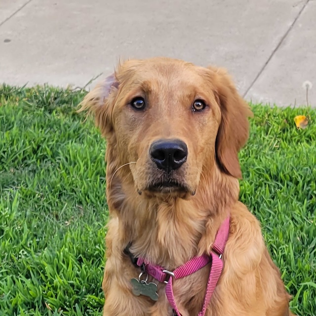 Kodi | Chief Morale Officer